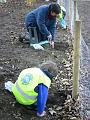planting6