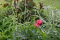 gardens4