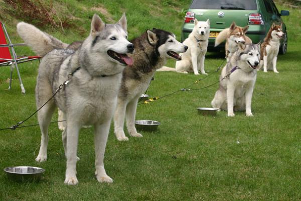 huskies2.jpg