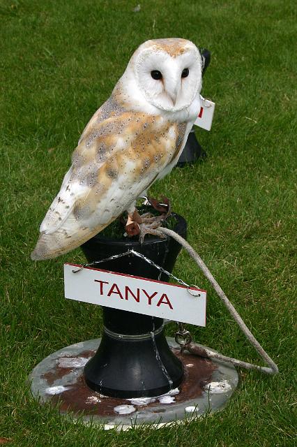 owls2.jpg