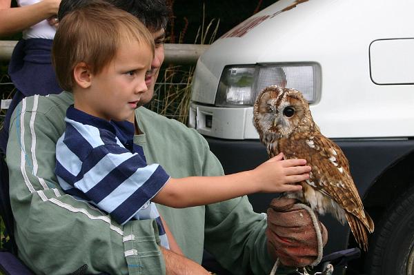 owls3.jpg