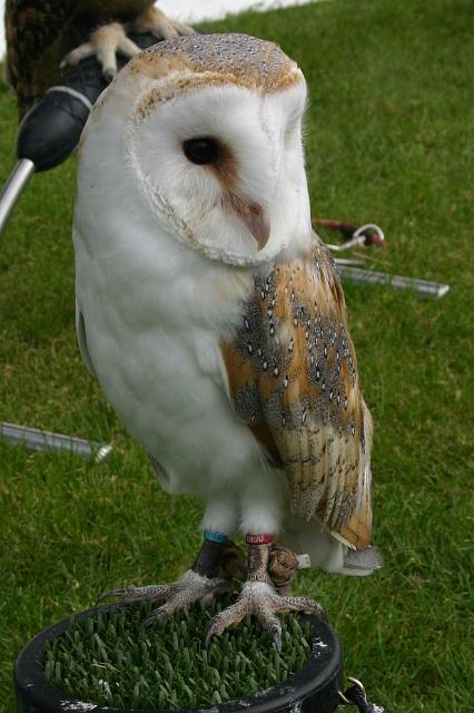 owls5.jpg