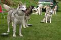 huskies2