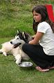 huskies3
