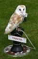 owls2