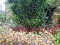 garden3
