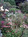 garden8