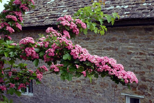 gardens11.jpg
