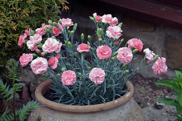 garden16.jpg
