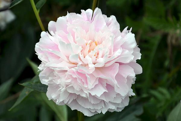 garden6.jpg