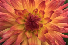 Daphne Preston: A Burnt Orange Dahlia