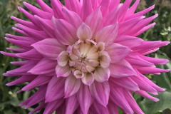 Daphne Preston: A Single Pink Dahlia