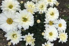 Daphne Preston: Spray Chrysanthemums