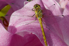 Mick Bonwick: Dragonfly on Lily