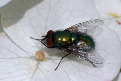 Mick Bonwick: Greenbottle on Hydrangea