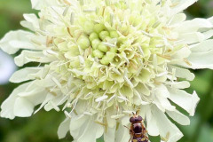 Mick Bonwick: Hoverfly on Scabious