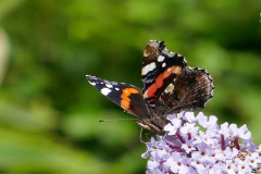 Mick Bonwick: Red Admiral on Buddleja