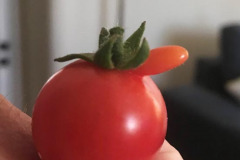 Miggy Wild: Interesting Tomato
