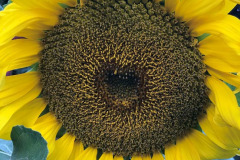 Miggy Wild: Sunflower