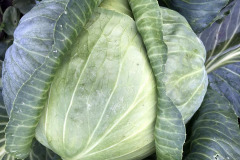 Richard Preston: Green-Cabbage