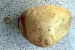 Richard Preston: Potato weighing 2lb10.5oz