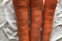 Richard Preston: Sweet Candle Carrots, a  stump-rooted variety