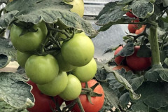 Richard Preston:Tomatoes-still-growing