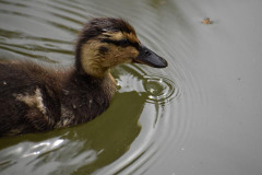 12.-Duckling-LR