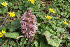 20.-Butterbur-among-the-celandines-LR