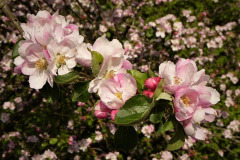 3.-Apple-Blossom-LR