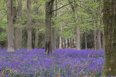 5.-Bluebells-LR