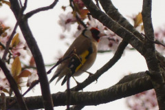 6.-Goldfinch-LR