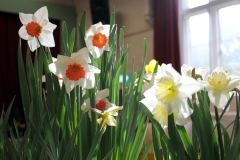 3. Daffodils
