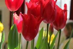 5. Early tulips