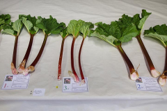 6.-Winning-rhubarb