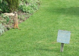 Those meerkats!