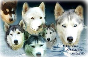 huskies