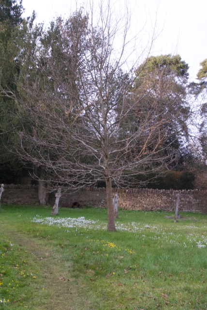 Oak tree in churchyard