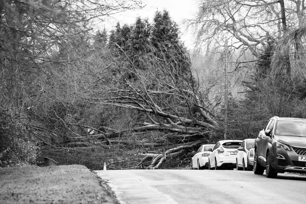 tree acrossHeyford Road