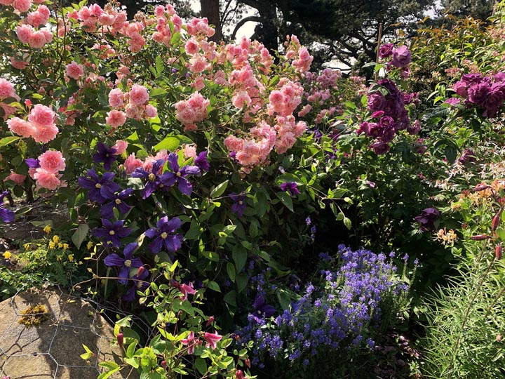 roses